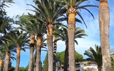 Cuando hacer la poda de palmeras en Tarragona