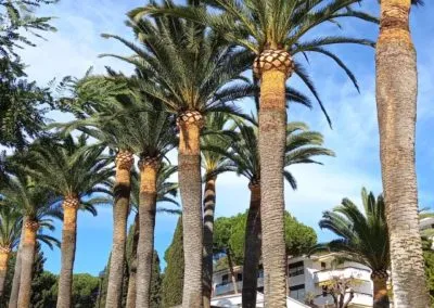 Poda de palmeras en Tarragona
