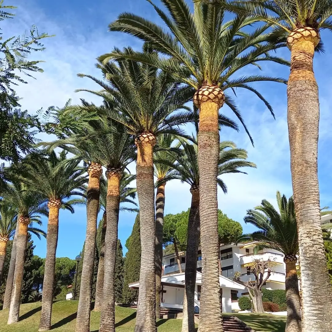 Poda de palmeras en Tarragona