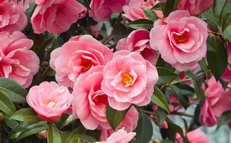 Decora tu jardín con camelias – jardines en Tarragona