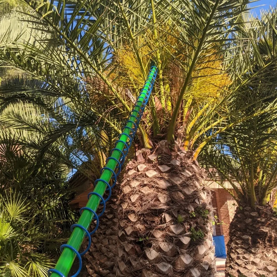 Poda de palmeras en Tarragona tratamiento fitosanitario